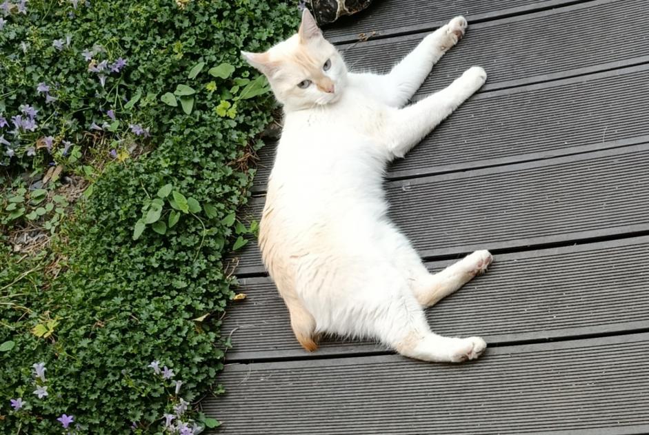 Fundmeldung Katze rassenmischung  Unbekannt Longueau Frankreich
