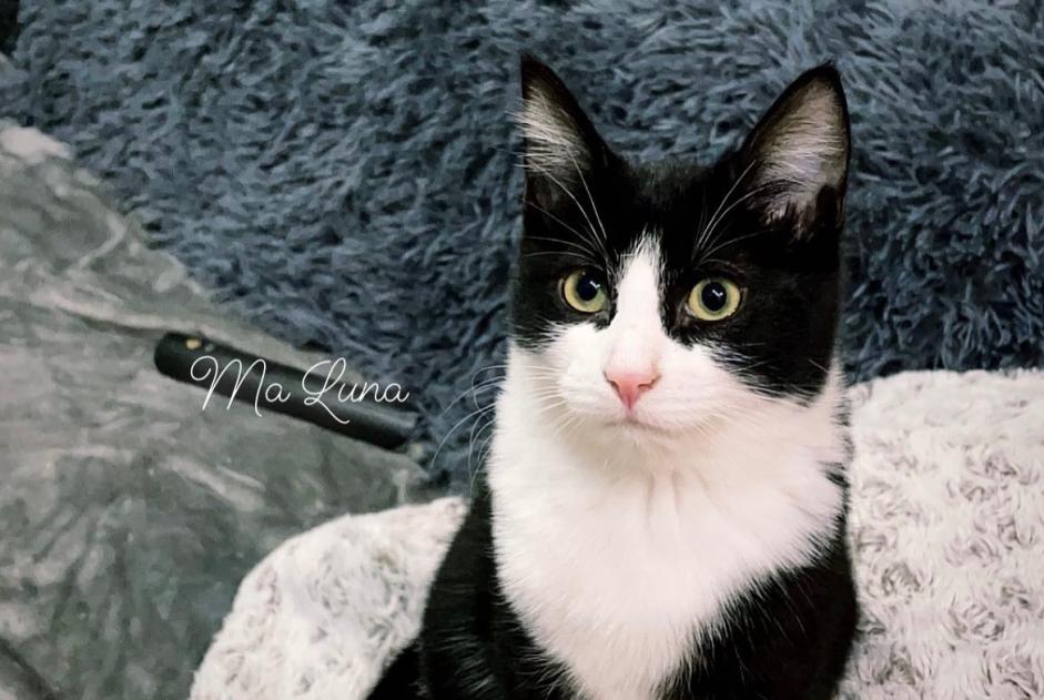 Vermisstmeldung Katze Weiblich , 3 jahre Bécordel-Bécourt Frankreich