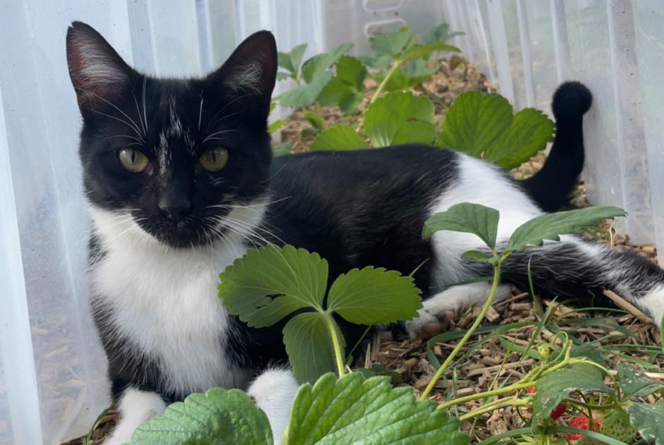 Alerta de Desaparición Gato cruce  Macho , 2 años Sailly-Saillisel Francia