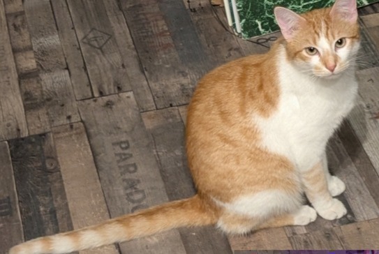 Alerte Disparition Chat Mâle , 1 ans Mers-les-Bains France
