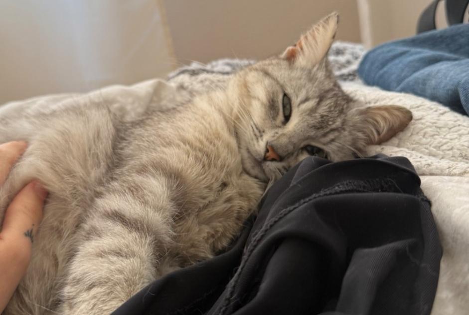 Alerte Découverte Chat   Femelle Amiens France