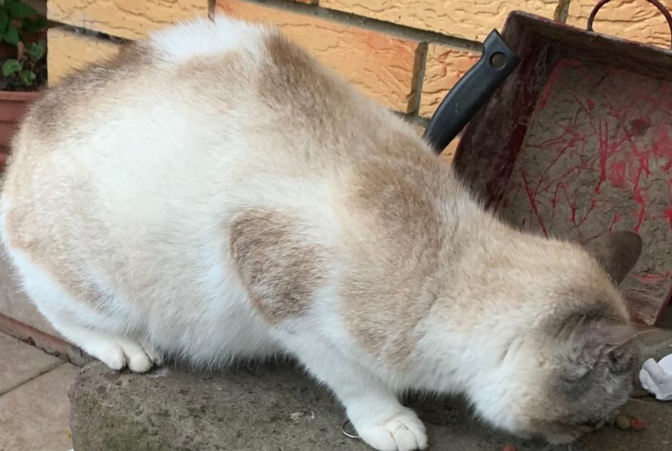 Alerte Découverte Chat Femelle Puchevillers France Alerte Découverte Chat Femelle Puchevillers France