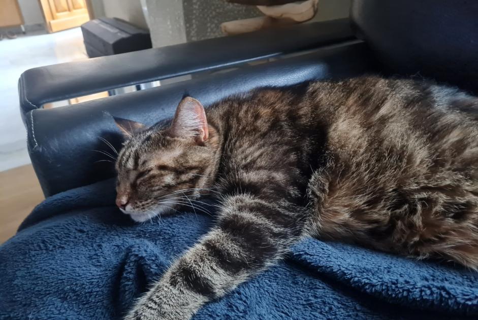 Alerte Disparition Chat croisement Femelle , 5 ans Amiens France Alerte Disparition Chat croisement Femelle , 5 ans Amiens France