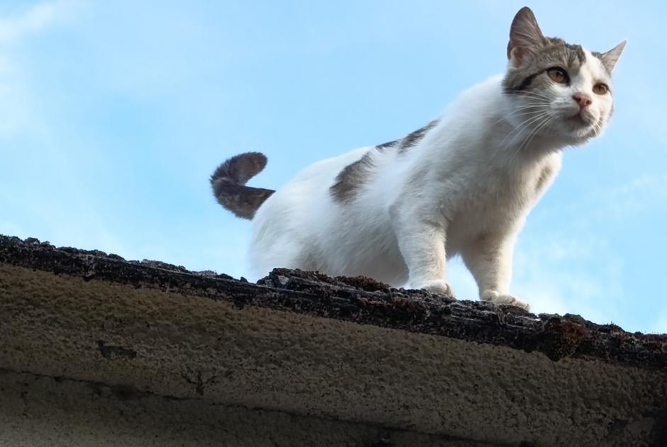 Ontdekkingsalarm Kat Vrouwtje Doingt Frankrijk Ontdekkingsalarm Kat Vrouwtje Doingt Frankrijk